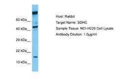 SDHC Antibody, Novus Biologicals 100 &mu;L | Buy Online | Novus Biologicals | Fisher Scientific